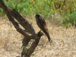 Kestrel perched on tree in side pose facing right with dry grass as background