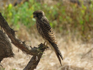 Kestrel perched on tree in side pose facing right with dry grass as background
