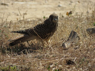 Kestrel on dry grass ground with head facing camera