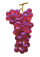 ブドウのイラスト