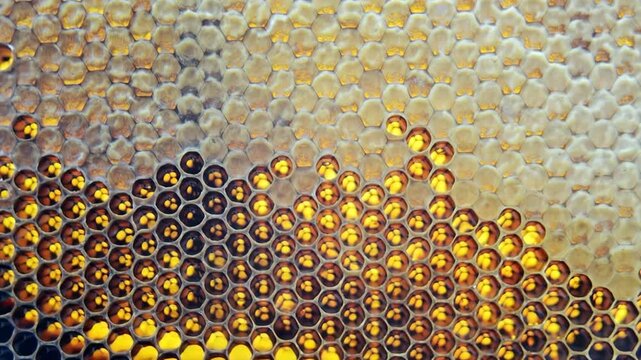 Hexagon structure is honeycomb from bee hive filled with golden honey