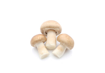 Champignon mushroom isolated on white background