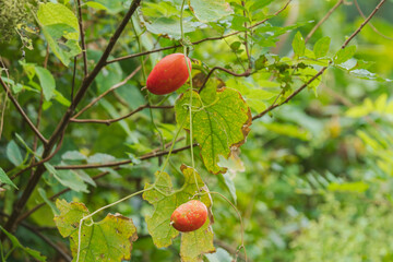 秋の山　雨の日のカラスウリのオレンジ色の実14