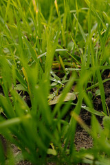 Fresh green grass with morning dew