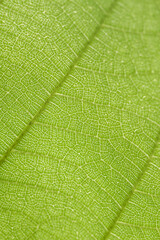 Vibrant green leaf texture with intricate detail of natural vein pattern. Macro close up background feeling fresh, calm, full of life, and representing pure nature