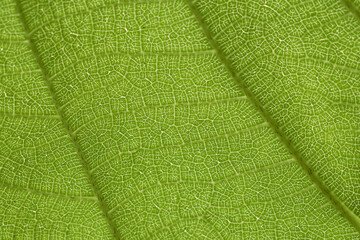 Macro close up background of green leaf texture showing vibrant detail of plant vein. calm natural...