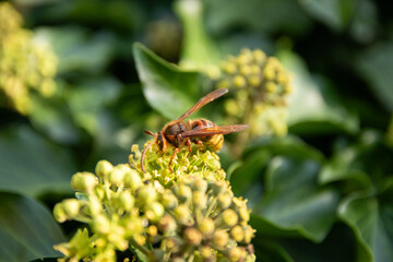 bee on a yellow flower