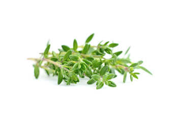 Thyme fresh isolated on white background.