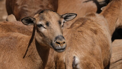 Portrait of a goat