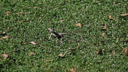Lizard on the grass