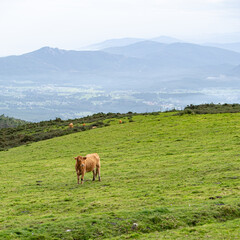 Fototapeta premium Tranquility in the meadow, cows grazing freely