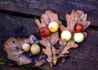 autumn leaf texture, tree leaf close-up