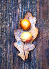 autumn leaf texture, tree leaf close-up