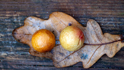 autumn leaf texture, tree leaf close-up