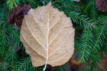 autumn leaf texture, tree leaf close-up