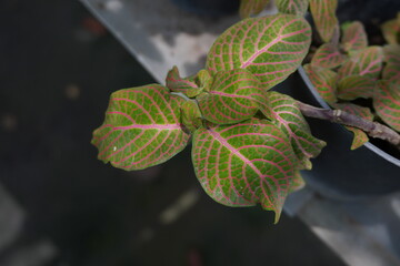 Neon Pink Veined Fittonia Nerve Plant Foliage Close-Up