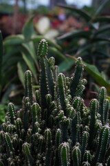Dense Cluster of Vertical Cylindrical Cactus Stems