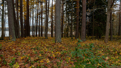 calm autumn landscape, park in autumn colors, colorful tree leaves cover the ground,