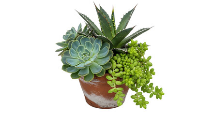 Succulent plant arrangement in pot isolated on transparent background for design