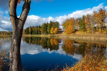 colorful lake shore, charming sunny autumn day, gold leaves cover trees and ground, clouds are reflected in the calm water surfac
