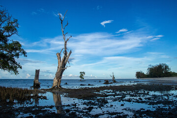 Coastal Landscape with Dead Tree at Low Tide &ndash; Climate Change and Shoreline Erosion Concept