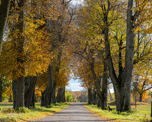 a charming alley of trees in autumn, gold leaves cover the trees and the ground, sunny autumn day