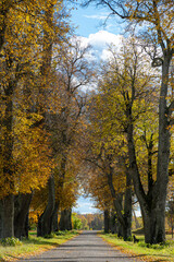 a charming alley of trees in autumn, gold leaves cover the trees and the ground, sunny autumn day