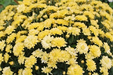 Flowers and buds of yellow Dendranthema x grandiflorum, or Chrysanthemum morifolium. Background and texture.
