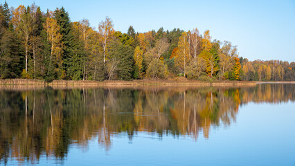 colorful lake shore, charming sunny autumn day, gold leaves cover trees and ground, clouds are reflected in the calm water surfac