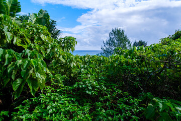 石垣島で見つけた南国の豊かな大自然を感じる風景