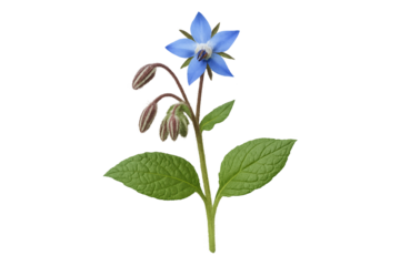 Blue cornflower with slender stem, pointed green leaves, and budding seed pods