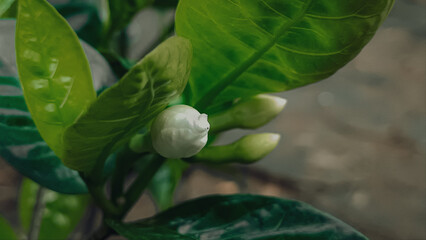 jasmine flowers have not yet bloomed, the green leaves are calm
