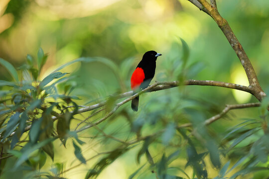 Velvet tanager perched on a Central American tree branch