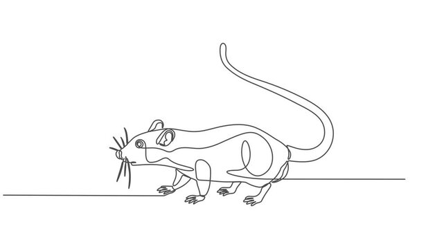 rat continuous one line drawing animation, Continuous line Cute mouse Hand drawn illustration, Animation of one single line drawing of standing cute hamster for domestic logo identity. Rodent animal