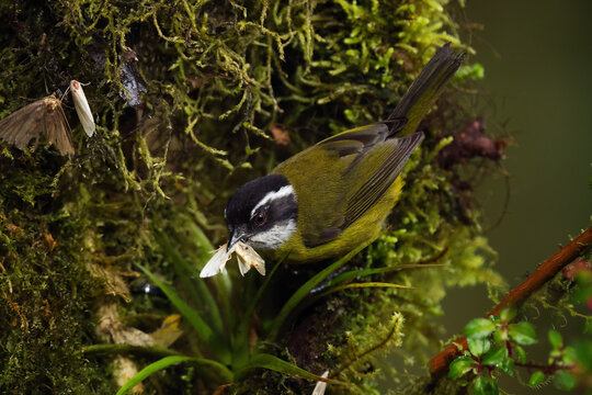 Warbler Feasting in Central American Habitat