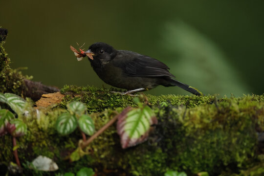 Grosbeak seedeater in Central American jungle