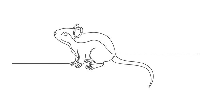 rat continuous one line drawing animation, Continuous line Cute mouse Hand drawn illustration, Animation of one single line drawing of standing cute hamster for domestic logo identity. Rodent animal