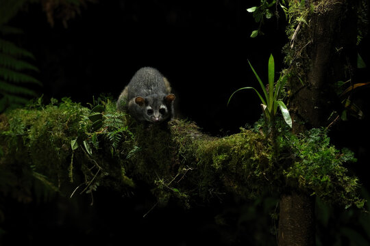 Nocturnal wildlife on a moss-covered branch