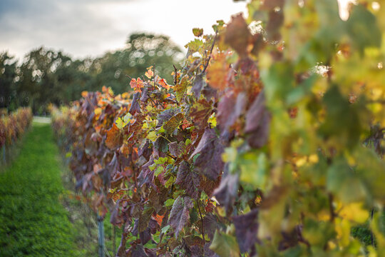 Autumnal vineyard in vibrant colors