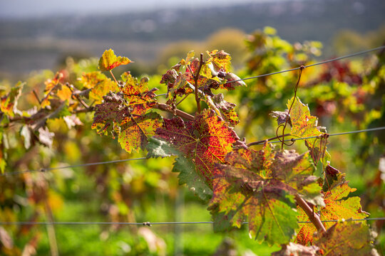 Autumn vineyard with colorful grape leaves
