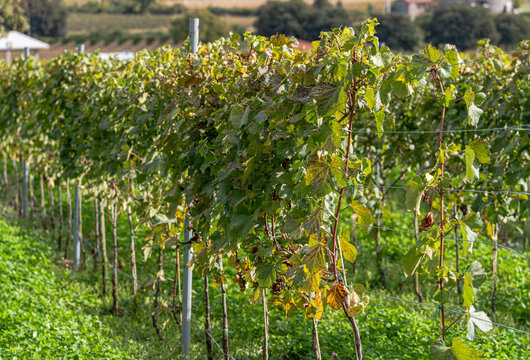 Vineyard in autumn with lush grapevines basking in sunlight