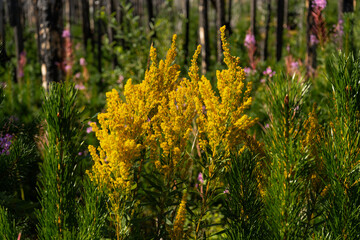 Goldenrod stands tall amidst pine, adding vibrant color to the forest floor.