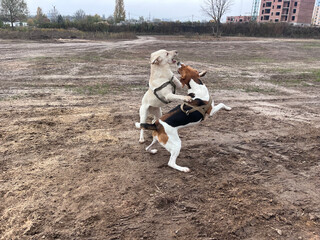 Estonian hound and a mutt dogs are playing and rolling in the mud