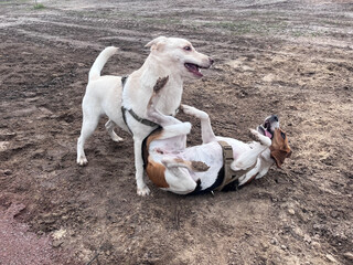 Estonian hound and a mutt dogs are playing and rolling in the mud