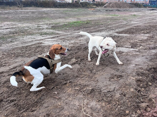 Estonian hound and a mutt dogs are playing and rolling in the mud