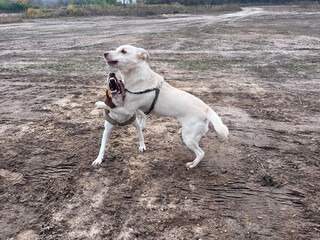 Estonian hound and a mutt dogs are playing and rolling in the mud
