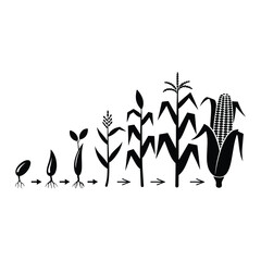 Corn growth stages illustration for agricultural design use