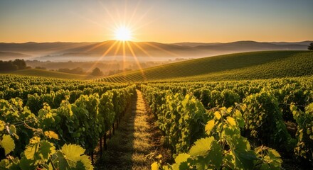 Golden sunrise over lush green vineyard rolling hills misty morning light