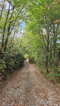 strada sterrata nel bosco