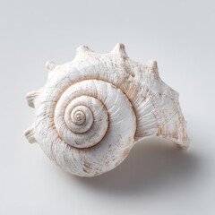 Obraz premium Detailed Closeup Of A Light Cream Seashell